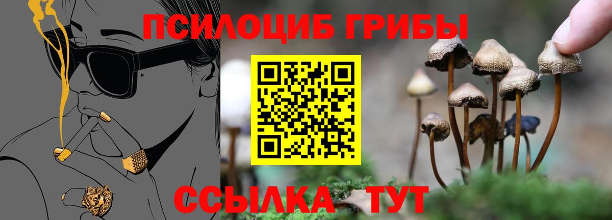 Галлюциногенные грибы Psilocybine cubensis Зима